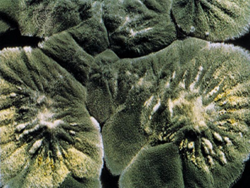 Penicillium-notatum-來(lái)源-青霉素